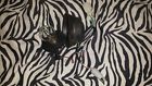 Ktm2011 200 500 300 Exc Oem Xc 530 Xcw 250 Head Light 2015 Xc- 400 450