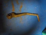 Yamaha XT350 Kick Start Lever Used 30X-15620-01-00. Fixed Price $75.00.