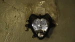 Suzuki GS500F Headlight 2004-2009 , 35100-01DB0-999. Fixed Price $87.99.